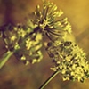 golden lace