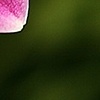 pinks
