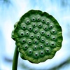 nature's shower head