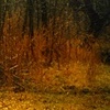 the path