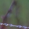 frozen web
