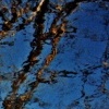 monet's trees