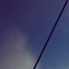 bird on a wire