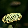 lotus pod