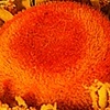 gerber daisy