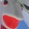 fish tale