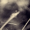 dream weaver