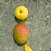 Arrangement of Fruit 1