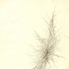 Varicose