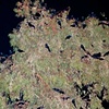 The Darkness of Crows