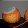 Two Oranges, Two Breasts, Four Lines

