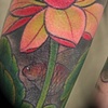 Lotus and goldfish