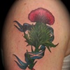 Thistle 