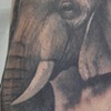 elephoot
