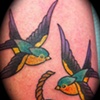 Swallows