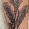 Wheat