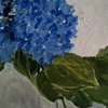 More Summer Hydrangeas