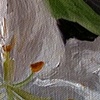 Two Lilies