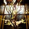 Curly Willow Centerpiece