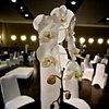 Modern Design - White Phalaenopsis Orchid 