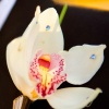Jeweled Cymbidium Orchid Boutonniere