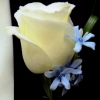 Tweedia Boutonniere