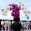 Modern Phaelanopsis Orchid Design