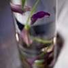 Submerged Purple Calla Lilies