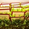 Wheat Grass Place Cards