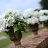 White Hydrangeas in Rustic Urns
