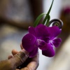 Magenta Dendrobium Boutonniere