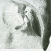 Ear