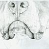 Muzzle