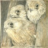 Three Baby Hawks