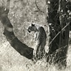 510_Leopard Lookout