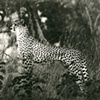 503_Cheetah