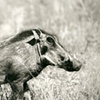 504_Warthog