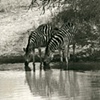 502_Watering Zebra