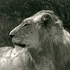 507_Lion in Profile