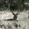 506_Waterbuck