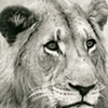 513_Lion