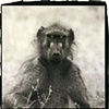 514_Baboon Portrait