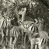 511_Wary Impala