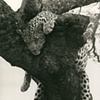 501_Sleeping Leopard