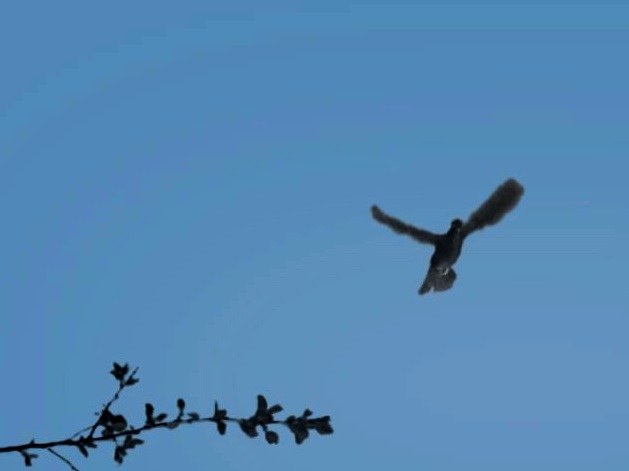 If I Were a Bird