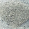 Untitled (Fan)