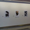 Birds of Prey