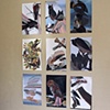 Birds of Prey Installation
