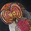 Great Cinereous Owl