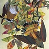 American Sparrow Hawk